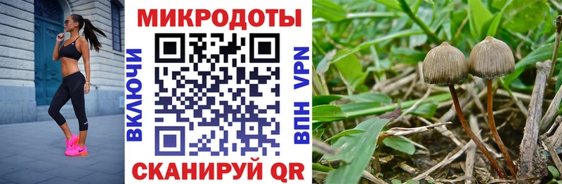 Купить где  Заволжье  Галлюциногенные грибы мицелий 